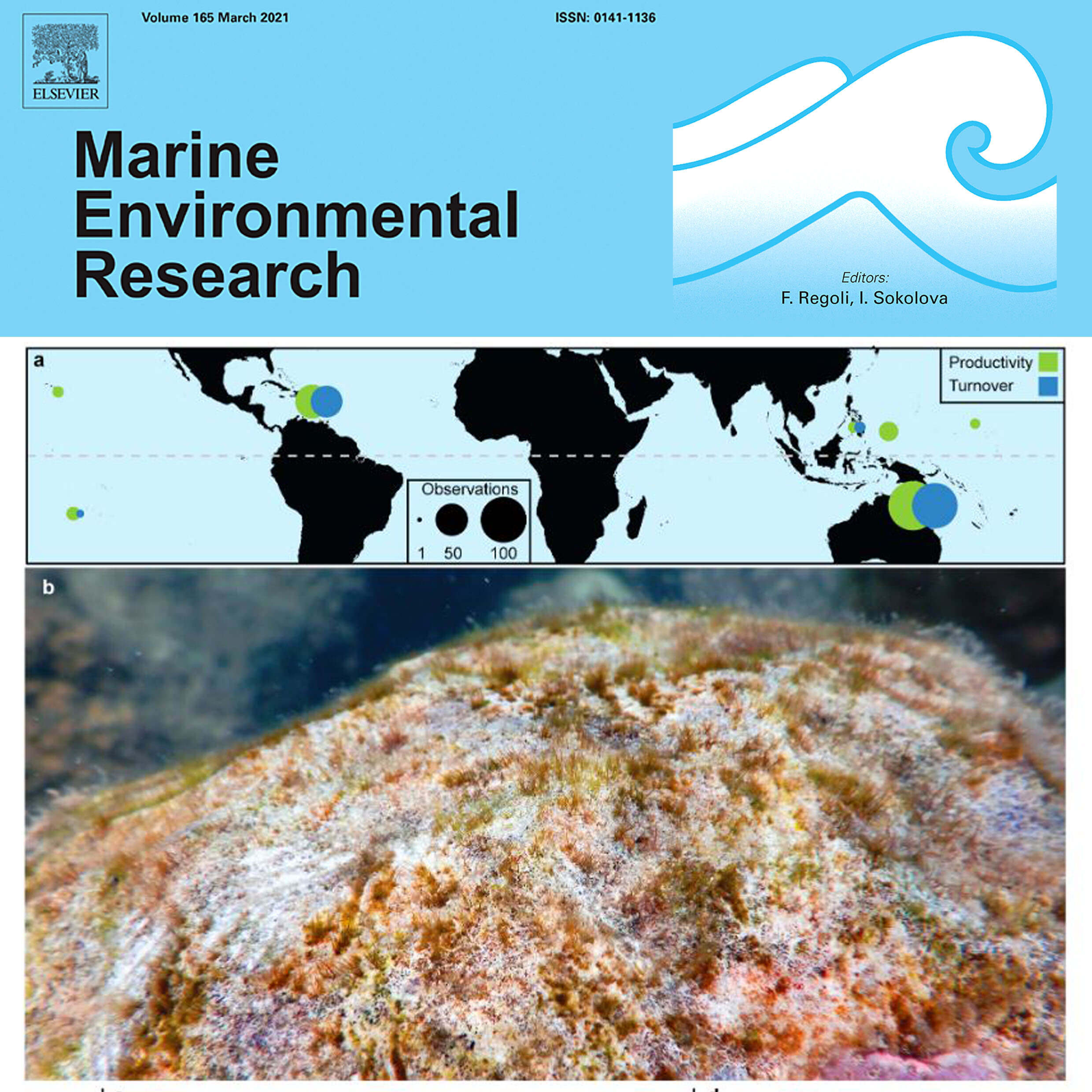 Algal turf productivity on coral reefs: A meta-analysis