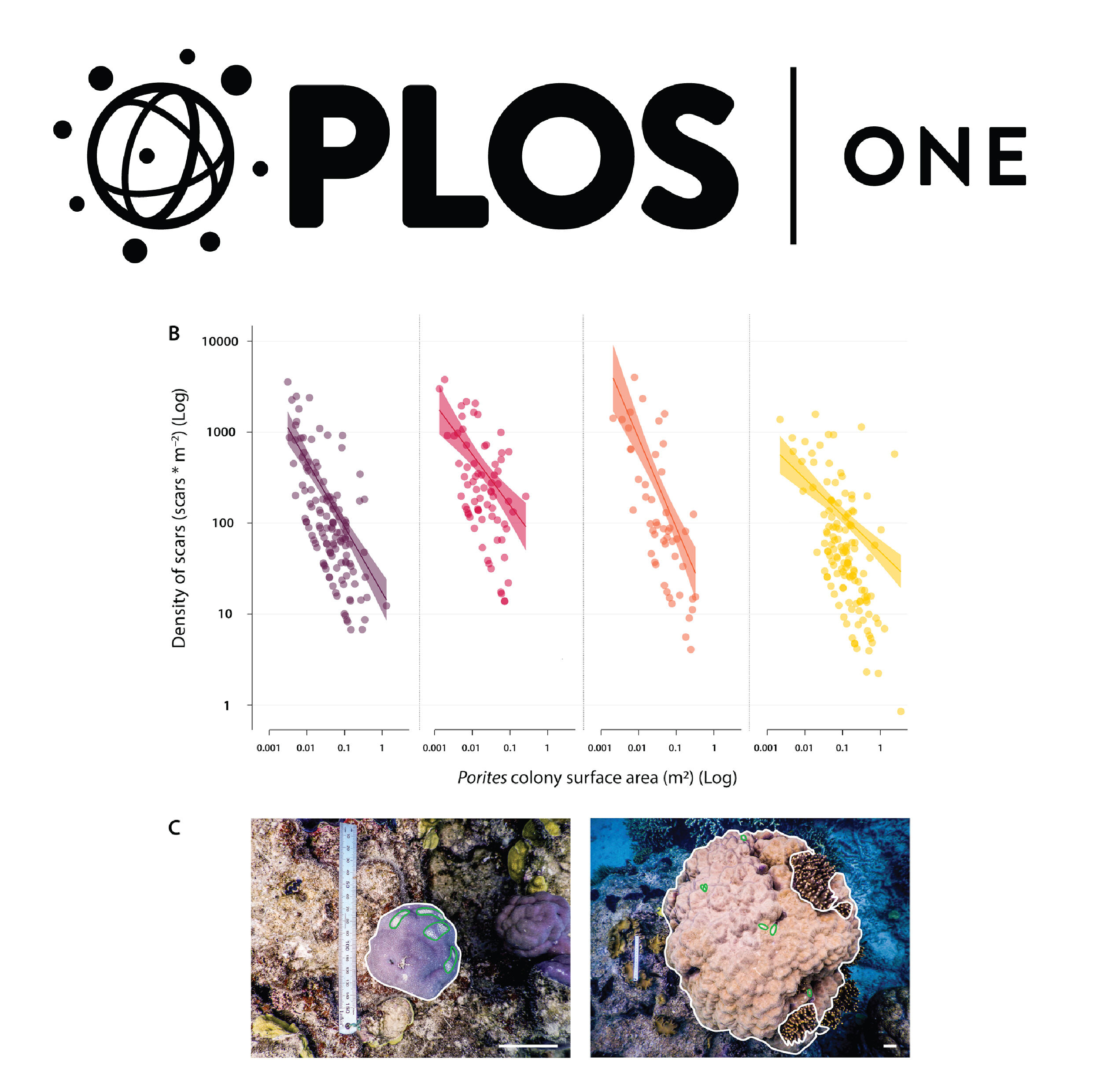 Parrotfish corallivory on stress-tolerant corals in the Anthropocene